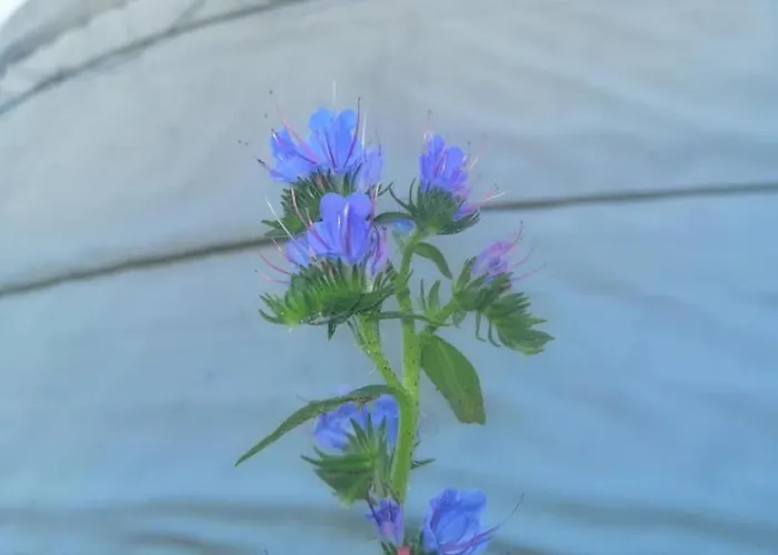 Luxe tent Jurta Balatongyörök